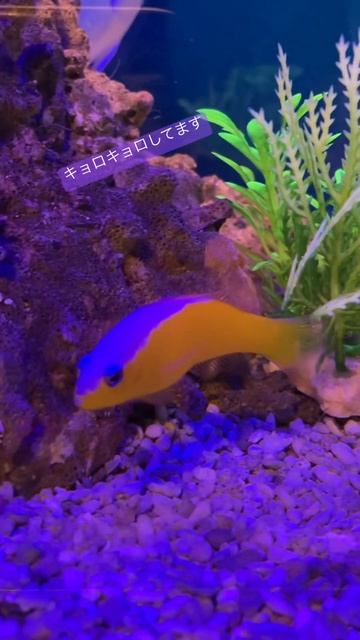 カンムリニセスズメダイ／深層水ミュージアム［YouTube水族館］ смотреть онлайн