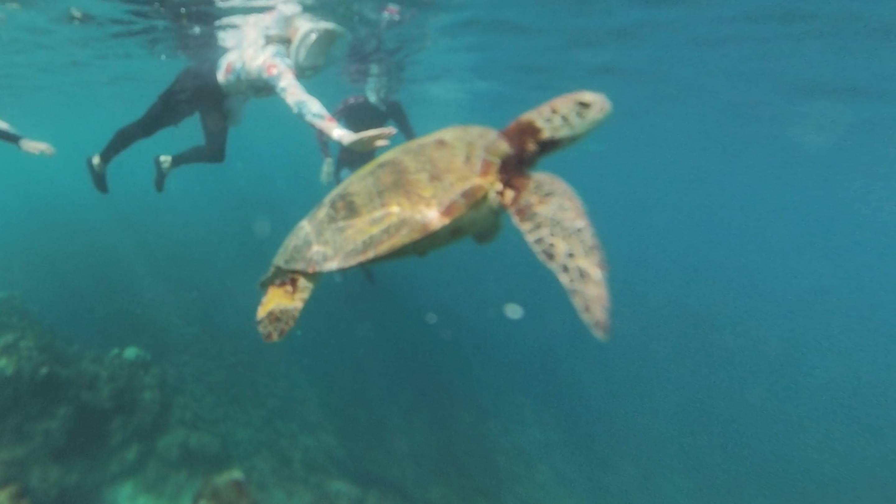 День снорклинга на Филиппинах смотреть онлайн