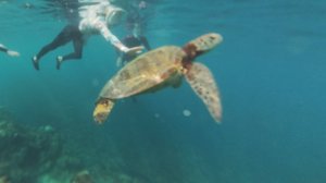 День снорклинга на Филиппинах