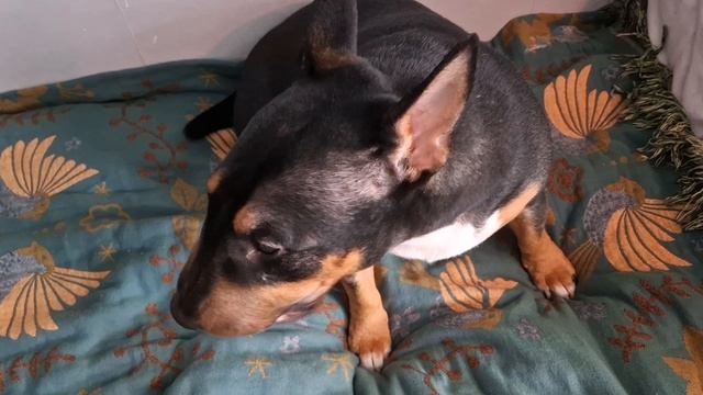 #7 У Гаси обновки. Купила семена перца