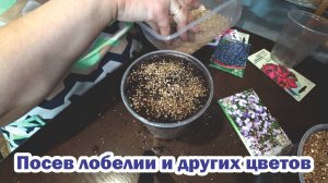 Посев цветов через вермикулит