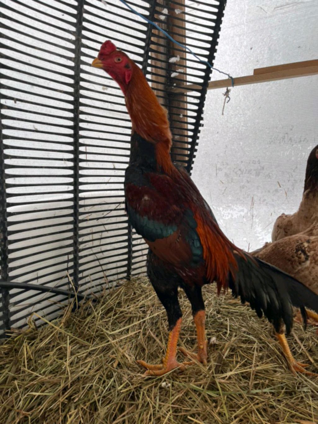 Бойцовая куры и Петухи