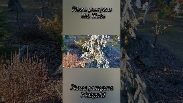 Picea pungens the Blues 🌲 Picea pungens Migold #сад #дача #garden #обзор смотреть онлайн