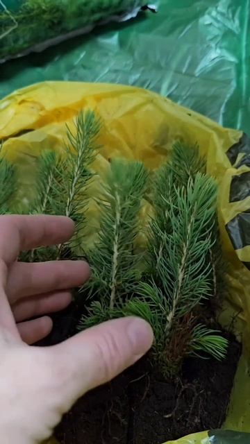 Посадка саженцев голубой ели Глаука.#ель#саженцы#посадкарастений#растения#сад#участок#почва