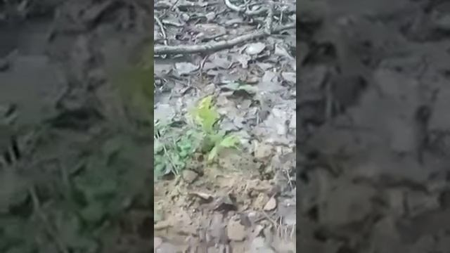 Посадка дубов 2019 смотреть онлайн