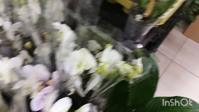 Садовый центр "Росток"/18.03.25/ смотреть онлайн