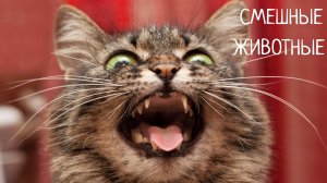САМЫЕ СМЕШНЫЕ КОТИКИ. ПОДБОРКА ПРИКОЛОВ С ЖИВОТНЫМИ