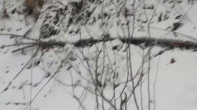 кабан лютує і таранить машину смотреть онлайн