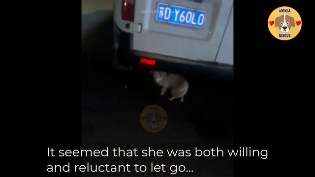 Scare mom dog asking for food, gave birth on the street... Watch how they happy now! смотреть онлайн