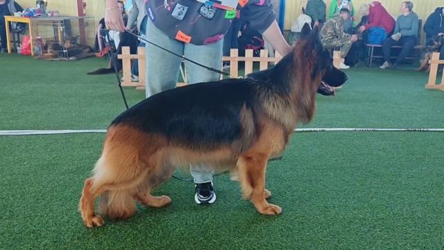 2 Отл. СС Djelari Hil OMAR SI +++ №82 / КЧК БРОННИЦЫ 16 марта`25 P.Firic Моно немецких овчарок