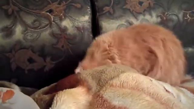 Любитель  креветок...