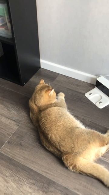 Симба и робот пылесос