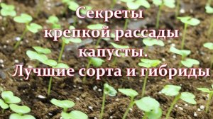 Капуста на рассаду. Как посадить и вырастить капусту без хлопот. Лучшие сорта