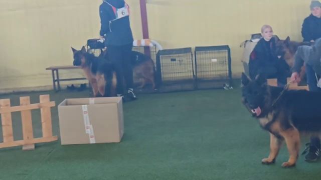 ЩЕНКИ СУКИ ДШ / КЧК БРОННИЦЫ 16 марта`25 P.Firic Моно немецких овчарок