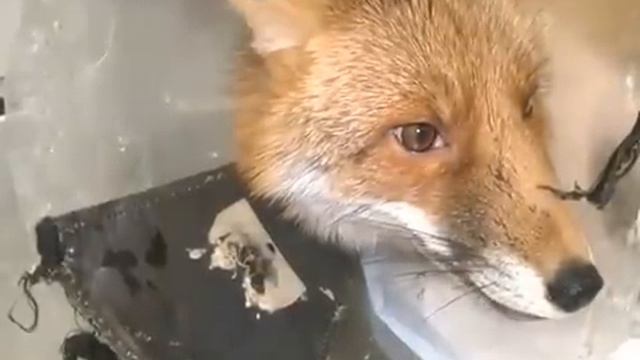Патрикеевна смотреть онлайн