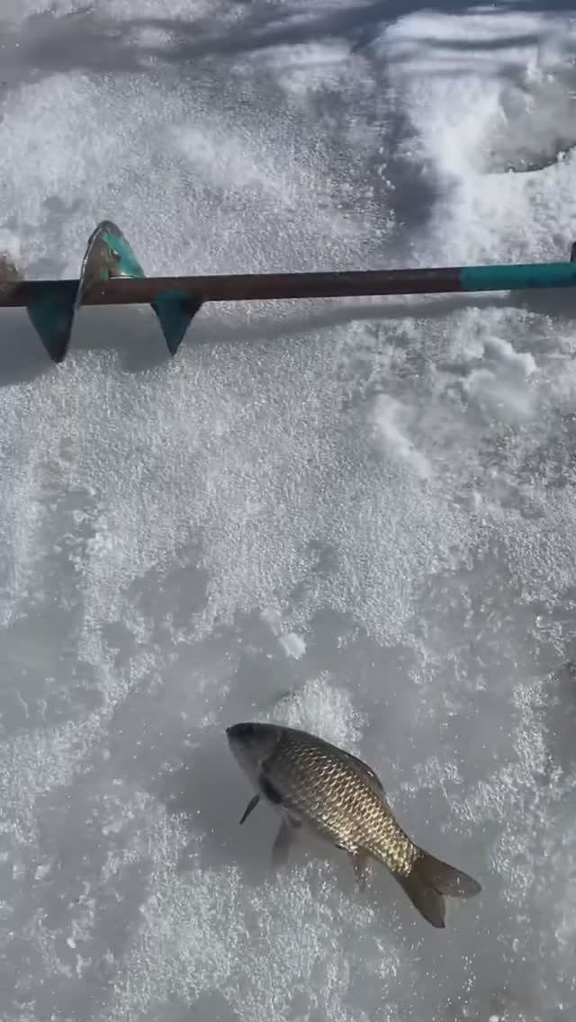 Забурил в камышах И КИВОК ПОДНЯЛО!#рыбалка смотреть онлайн