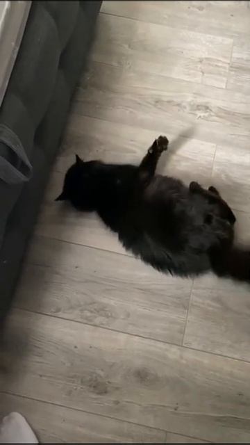 Генерализованный эпилептический приступ (припадок) у кошки / Generalized epileptic seizure in a cat смотреть онлайн