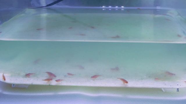 Triops longicaudatus in den ersten Lebenswochen versorgen + Triops umsetzen! // Triops Spektrum смотреть онлайн