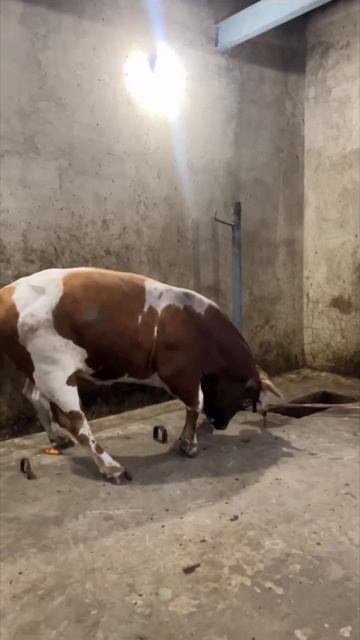 Дикий бык сдали после 11месяцев откорма без привязи смотреть онлайн