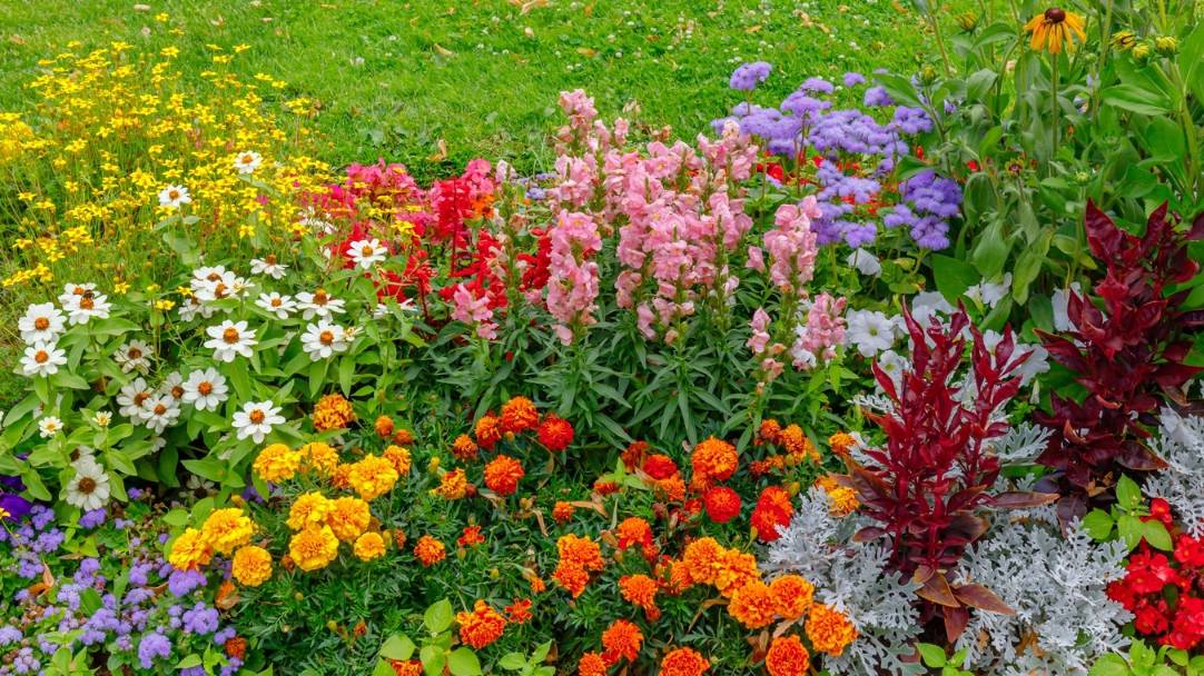 Однолетники цветущие все лето: описание некоторых видов смотреть онлайн