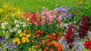 Однолетники цветущие все лето: описание некоторых видов