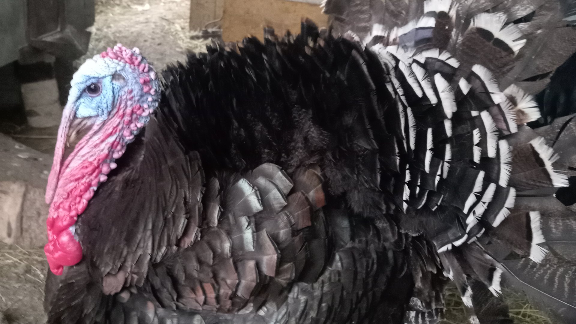 Индюки Северо-кавказские и чёрная Тихорецкая яйцо на инкубацию смотреть онлайн