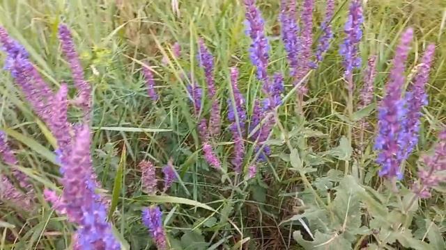 Шмель в шалфее Хвалынск, 23 июля 2022 смотреть онлайн
