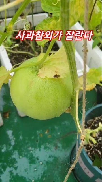 옥상 화분 사과 참외 수확. harvest apple korea melon on rooftop pot. #참외 смотреть онлайн