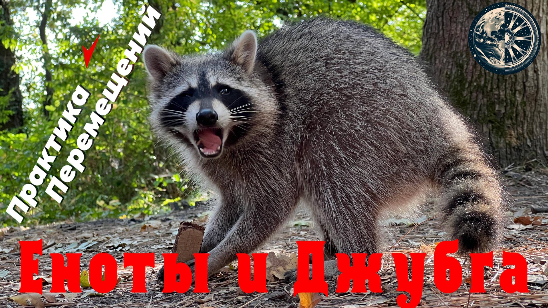 Еноты и Джубга смотреть онлайн