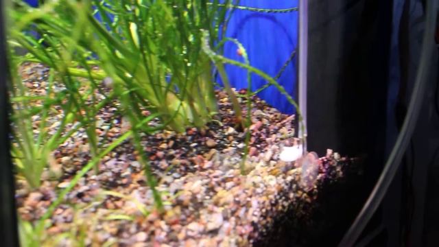 LED-light aquarium. смотреть онлайн