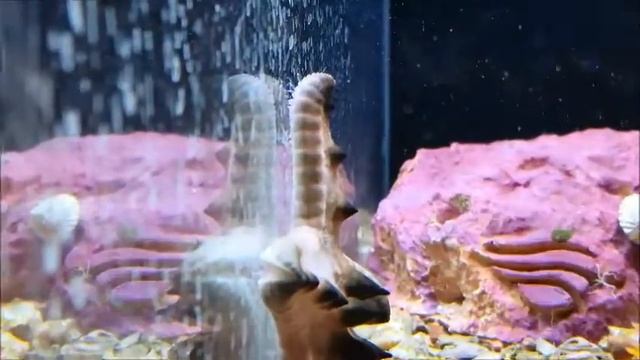 chocolate chip starfish | check out the sucker feet on this starfish смотреть онлайн