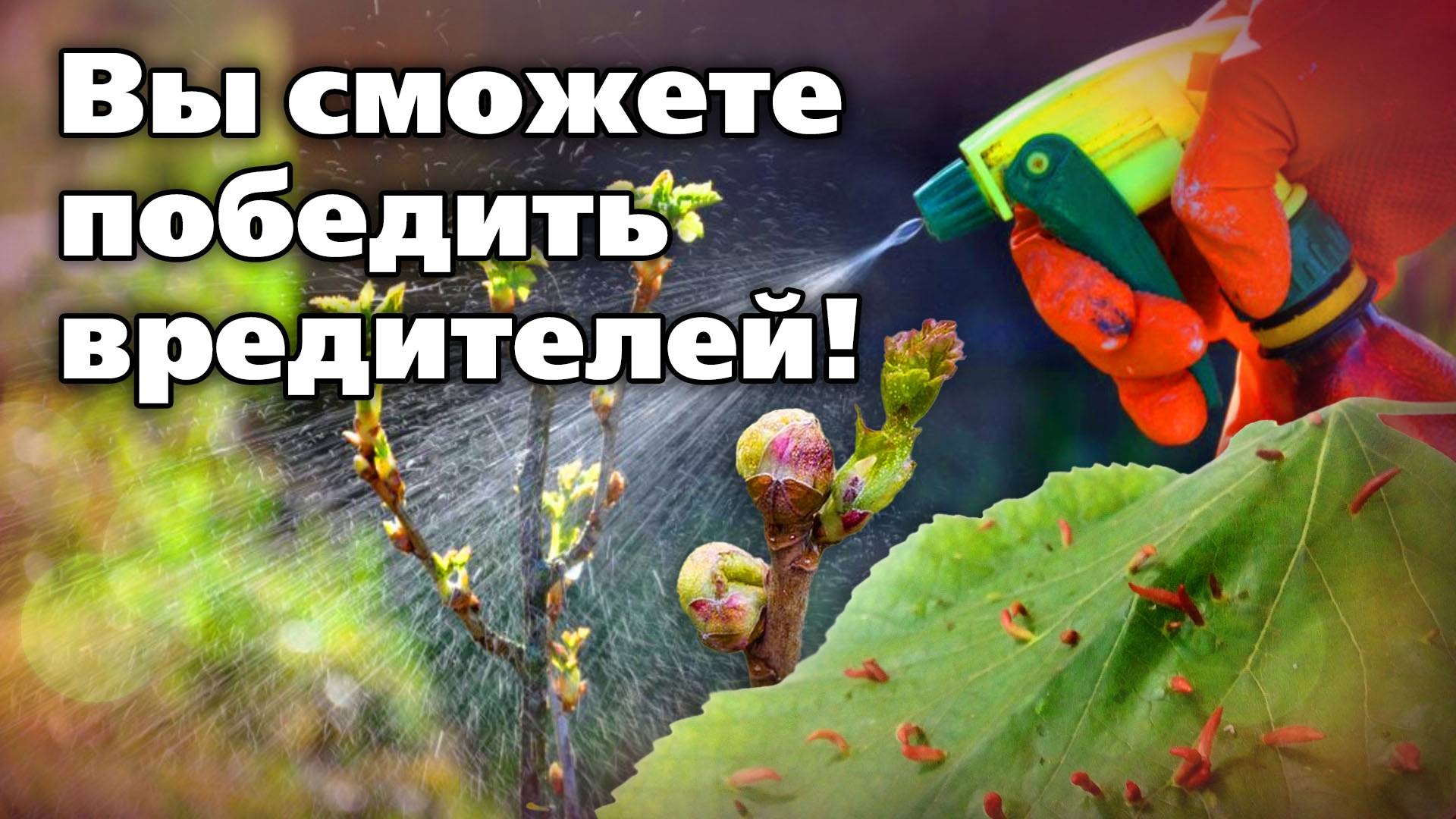 Препараты для обработок сада весной. Какие средства помогут от болезней смотреть онлайн