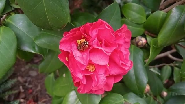 Red Camillia Flowers And Bees #ARDelaCruzVlogs смотреть онлайн