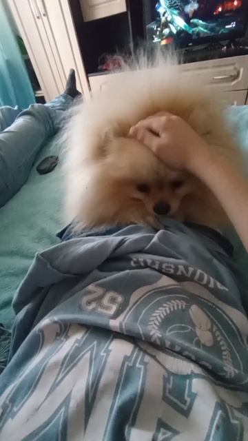 моя собака обожает играть с тканью смотреть онлайн