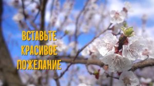 Весна пришла Футажи для видеомонтажа скачай