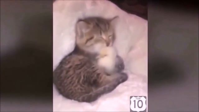 Смешные видео 2 часть!!!!! смотреть онлайн
