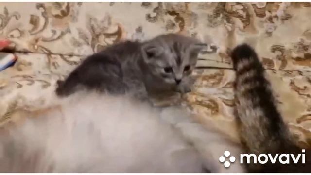 Котодети, Котомамы. Бабенки нянчяют Мартына🤣🤣🤣 смотреть онлайн