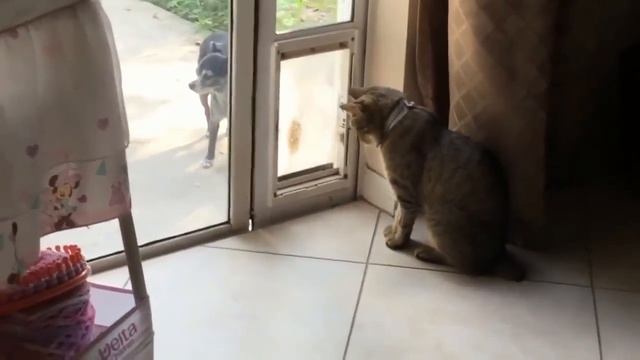 Видеоприколы про кошек до слез. смотреть онлайн