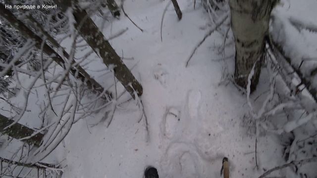 Собираю чагу. Обошёл первый участок. Тяжело всё даётся. Нашёл огромную чагу у дороги 2 серия. смотреть онлайн