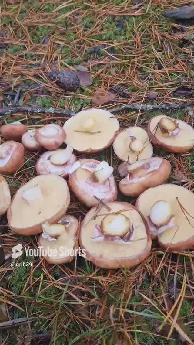 Грибники попали на поляны гриба масленок, ВСЕ В ШОКЕ #shorts #лес смотреть онлайн
