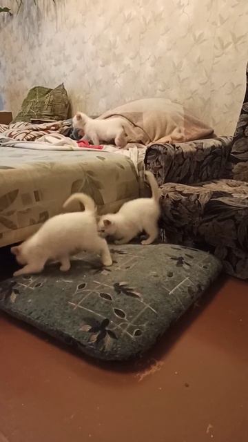 Первый день дома смотреть онлайн