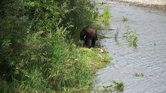 Камчатка. Медведи. Брат и сестра. Прятки. Все в засаду.