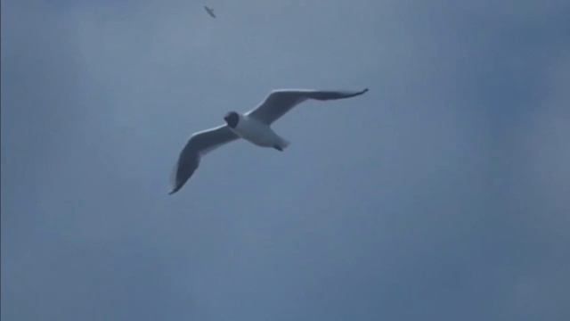 Ундина Серия 1