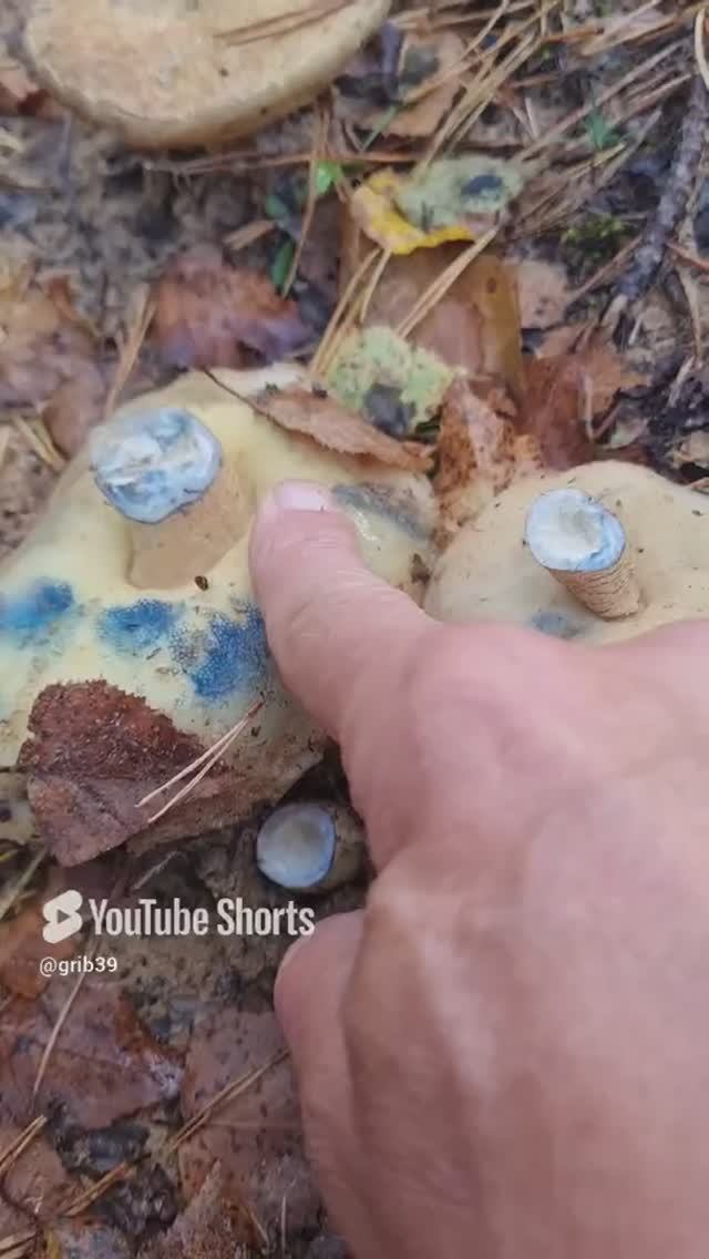 ГРИБ СИНЯК, он съедобен🔥 #сборгрибов #природа #съедобныегрибы #лес смотреть онлайн