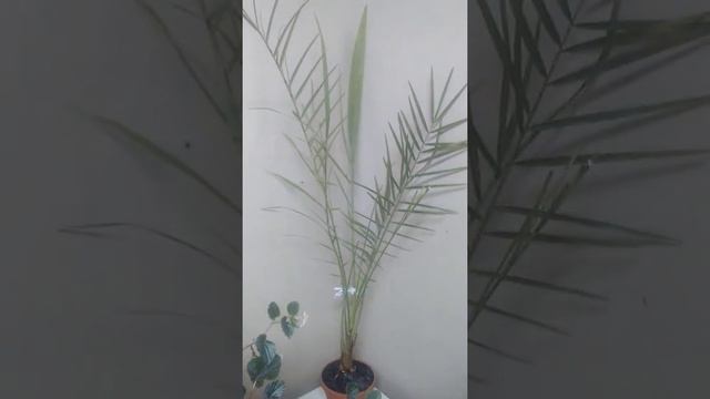 Еще о моих цветах смотреть онлайн