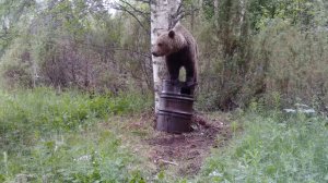Медведь и бочка, хищник пытается добраться до еды.