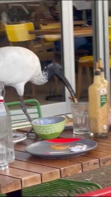 2024 Брисбен. Ибис в забегаловке смотреть онлайн