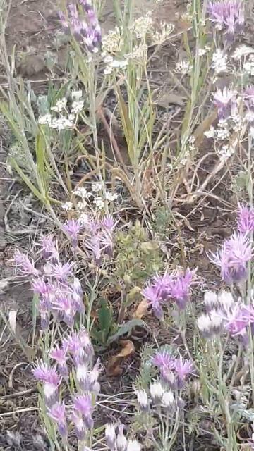 Похоже на Соссюрея иволистная / It looks like a willow - leaved Saussurea смотреть онлайн