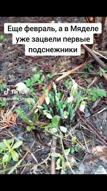 Еще февраль, а в Мяделе уже зацвели первые подснежники смотреть онлайн