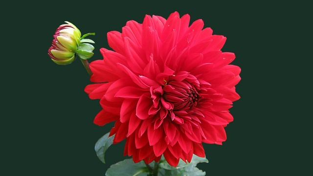 Red Dahila for you frame tv смотреть онлайн